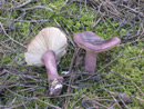 Russula torulosa