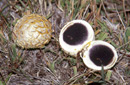 Scleroderma citrinum