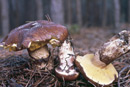 Suillus luteus