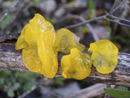 Tremella mesenterica