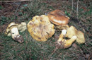Tricholoma equestre