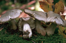 Tricholoma pardinum