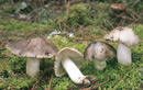 Tricholoma portentosum