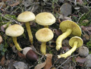 Tricholoma sulphureum