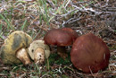 Xerocomus badius