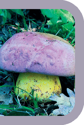 Los hongos de Sanabria, Carballeda y Los Valles