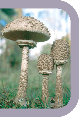 Conocer y disfrutar los hongos