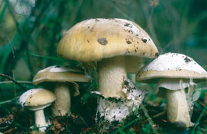 Amanita phalloides