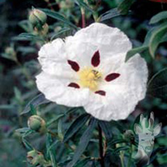 Cistus ladanifer