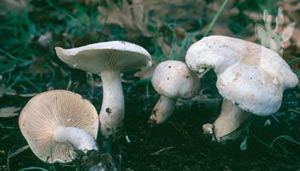 Clitocybe cerussata