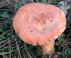 Lactarius deliciosus