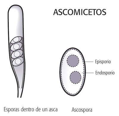 Ascomicetos