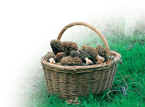 Cesta de morchellas
