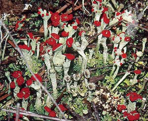 L�quen (Cladonia corallina)