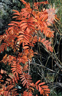 Escanfreixo o Serbal de cazadores